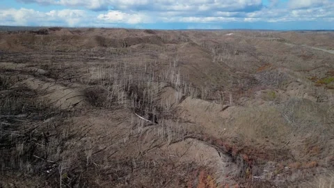 Aerial view of a forested area devastated by a wildfire. Stock Footage 308668289