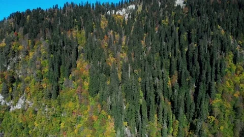 Aerial view of forested mountain peak on the clear sky background. Beauty of Stock Footage 204007561