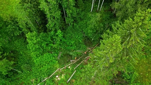 Aerial view of forestry workers in a dense forest, Latvia. Stock Footage 341961583