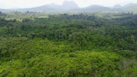 Aerial view of forests and mountains being cut open for road construction i.. Stock Footage 250400192