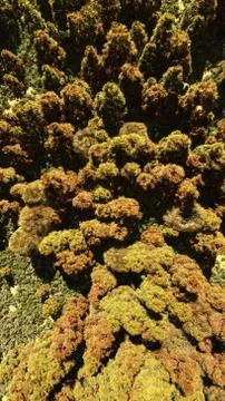 Aerial view of forests イラスト素材