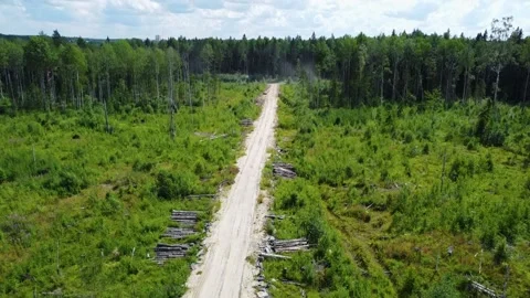 Aerial view, forward down flight on plot in cut forest for building houses Stock Footage 202323309