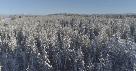 Aerial view of forward flight over snow covered forest Stock Footage 72547957