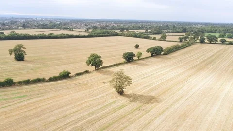 Aerial view, forward move. Fly over single tree on stubble field in Cheshire  Video stock 95555481