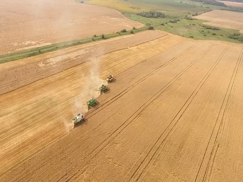 Aerial view on the four combines working on the large wheat field Stock Footage 79136514