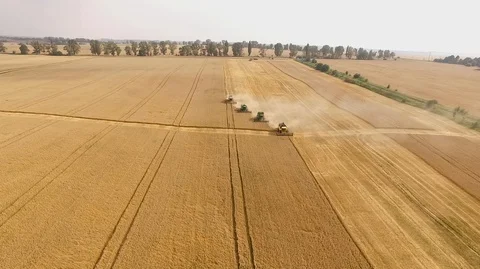 Aerial view on the four combines working on the large wheat field Stock Footage 90982533