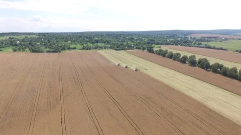 Aerial view on the four combines working on the large wheat field Stock Footage 106153703