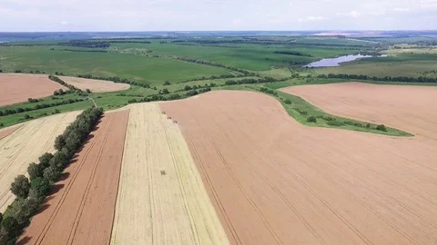 Aerial view on the four combines working on the large wheat field Stock Footage 106153723