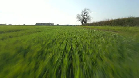 Aerial view from FPV drone flying fast and low over green crops Stock Footage 275900632