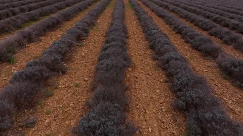 Aerial view of fragrant lavender fields in Cote d Azur countryside Stock Footage 310691005