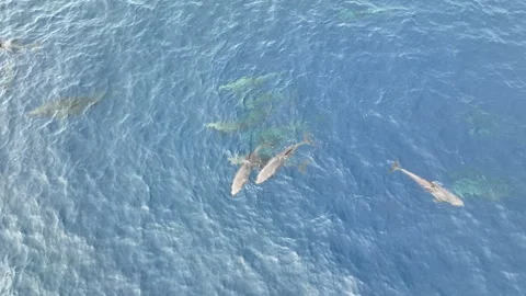 Aerial View of Fraser's Dolphins at the Surface of the Pacific Ocean Stock-Footage 279257281