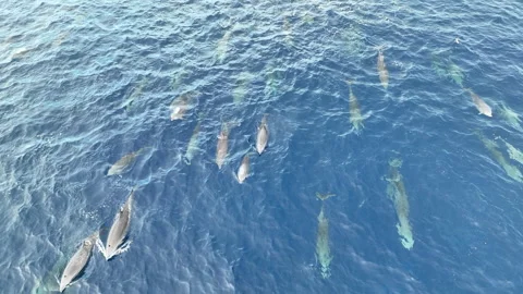Aerial View of Fraser's Dolphins at the Surface of the Tropical Pacific Ocean Stock Footage 279343517