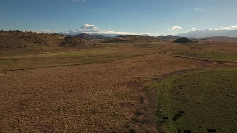 Aerial view of free range cattle in farmland with Mount Shasta - California, USA Stock Footage 82606136