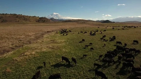Aerial view of free range cattle in farmland with Mount Shasta - California, USA Stock Footage 82606775