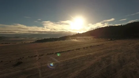 Aerial view of free range cattle in dry desert country - California, USA Stock Footage 82608367