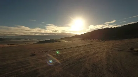Aerial view of free range cattle in dry desert country - California, USA Stock Footage 82608381