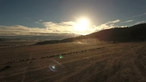 Aerial view of free range cattle in dry desert country - California, USA Stock Footage 82689562