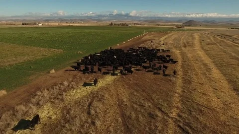Aerial view of free range cattle in dry meadow - California, USA Stock Footage 82689628