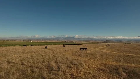 Aerial view of free range cattle in dry desert country - California, USA Stock Footage 82689635