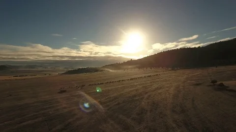 Aerial view of free range cattle in dry desert country - California, USA Stock Footage 82689678