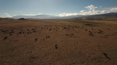 Aerial view of free range cattle in dry desert country - California, USA Stock Footage 82690086