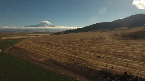 Aerial view of free range cattle in farmland with Mount Shasta - California, USA Stock Footage 82690104