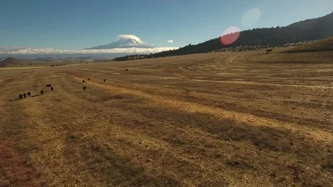 Aerial view of free range cattle in farmland with Mount Shasta - California, USA Stock Footage 82690121