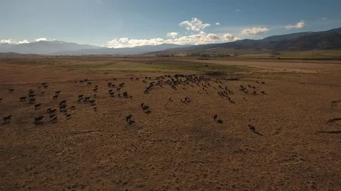 Aerial view of free range cattle in dry desert country - California, USA Stock-Footage 82690171