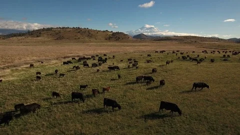 Aerial view of free range cattle in farmland with Mount Shasta - California, USA Stock Footage 82690212