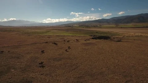 Aerial view of free range cattle in dry desert country - California, USA Stock Footage 82690217