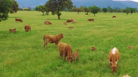 Aerial view of free-range cattle grazing in green pasture at sunset Stockbeeldmateriaal 333643370