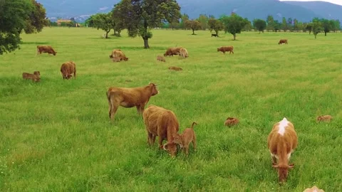 Aerial view of free-range cattle grazing in green pasture at sunset 스톡 동영상 333643372