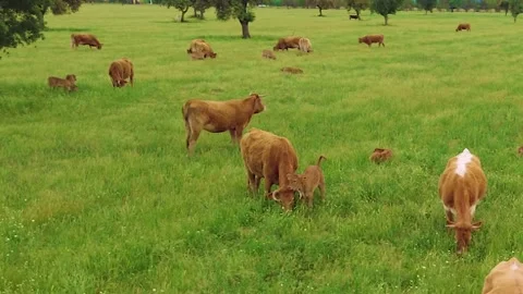 Aerial view of free-range cattle grazing in green pasture at sunset Stock Footage 333643391