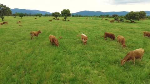 Aerial view of free-range cattle grazing in green pasture at sunset Video stock 333643396