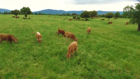 Aerial view of free-range cattle grazing in green pasture at sunset 動画素材 333643399