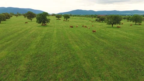 Aerial view of free-range cattle grazing in green pasture at sunset Stock-Footage 333643402