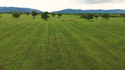 Aerial view of free-range cattle grazing in green pasture at sunset Stockbeeldmateriaal 333643409