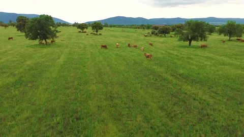Aerial view of free-range cattle grazing in green pasture at sunset Stock-Footage 333643412