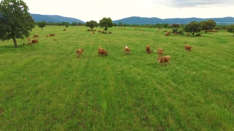 Aerial view of free-range cattle grazing in green pasture at sunset Video stock 333643417