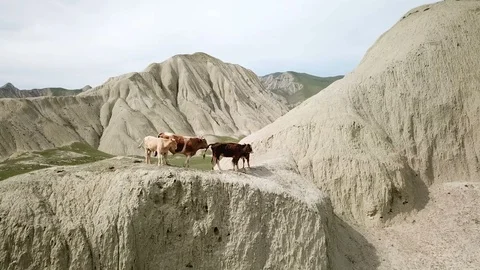 Aerial View Of Free Range Cows Grazing  Stock Footage 102408222