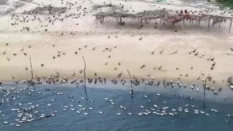 Aerial View of Free Range Ducks Along Riverbank Stock Footage 337864196