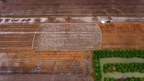 Aerial view of free-range ducks foraging on a harvested rice field Vidéo 339871656