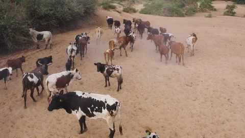 Aerial view of free roaming cattle and calves walking back to their kraal after Stock Footage 112877944