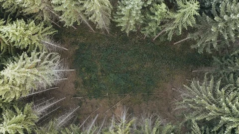 Aerial view of a free space between trees in a forest from above, drone Stock Footage 97209279