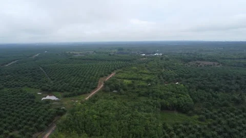 Aerial view of a freeway surrounded by oil palm plantations Video stock 264042089