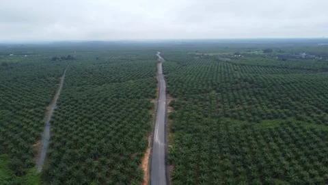 Aerial view of a freeway surrounded by oil palm plantations Vídeo Stock 264042175