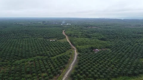 Aerial view of a freeway surrounded by oil palm plantations Stock Footage 264042216