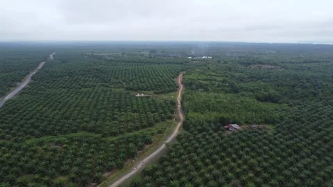 Aerial view of a freeway surrounded by oil palm plantations Stock Footage 264042362