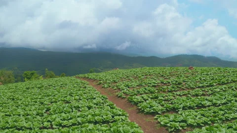 Aerial view. Fresh cabbage in vegetable plot with cloudy sky at hilltop. Stock Footage 171915509