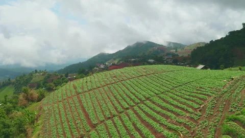 Aerial view. Fresh cabbage in vegetable plot with cloudy sky at hilltop. Stock Footage 171916414